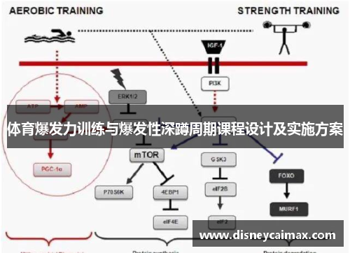 体育爆发力训练与爆发性深蹲周期课程设计及实施方案